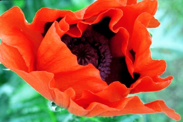 One Gorgeous Poppy